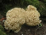 Cauliflower Mushroom
