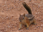 Least Chipmunk