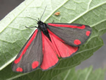 Cinnabar Moth