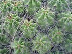 Claret-cup Cacti