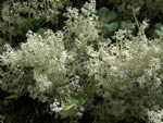 Coastal Reindeer Lichen