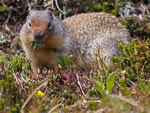 Columbian Ground Squirrel