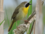 Common Yellowthroat Warbler