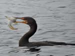 Double-crested Cormorant