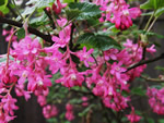 Red-flowering Currant