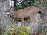 Mule Deer