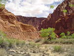 Desert Colours