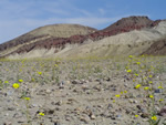Desert Flowers