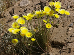 Desert Dandelions