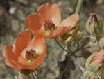 Desert Globe Marrow