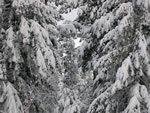 Douglas-firs