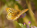 Edwards' Fritillary Butterfly