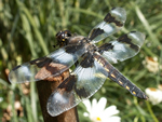 Eight-spotted Skimmer Dragonfly