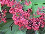 Red Elderberries