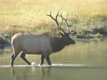 Elk