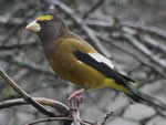 Evening Grosbeak