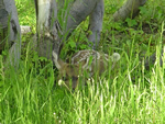 Mule Deer Fawn