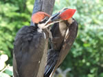 Feeding Baby Pileated