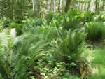 Ferns
