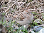Field Sparrow