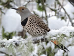 Northern Flicker