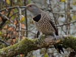 Northern Flicker