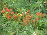 Wildflowers