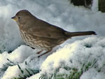 Fox Sparrow