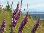 Foxgloves