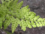 Fragile Fern 