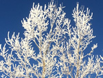 Hoar Frost