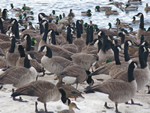 Geese and Ducks