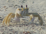 Ghost Crab