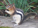 Golden-mantled ground Squirrel
