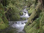 Goldstream