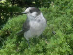 Gray Jay