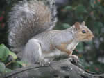 Gray Squirrel
