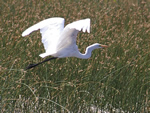 Great Egret