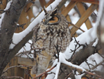 Great Horned Owl