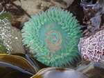 Giant Green Anemone