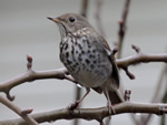 Hermit Thrush