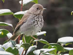 Hermit Thrush