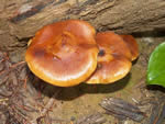 Honey Mushroom