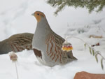 Gray Partridge