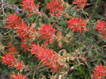 Indian Paintbrush