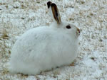 White-tailed Jackrabbit