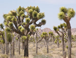 Joshua Trees