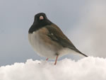 Junco