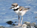 Little Killdeer