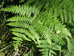 Lady Fern